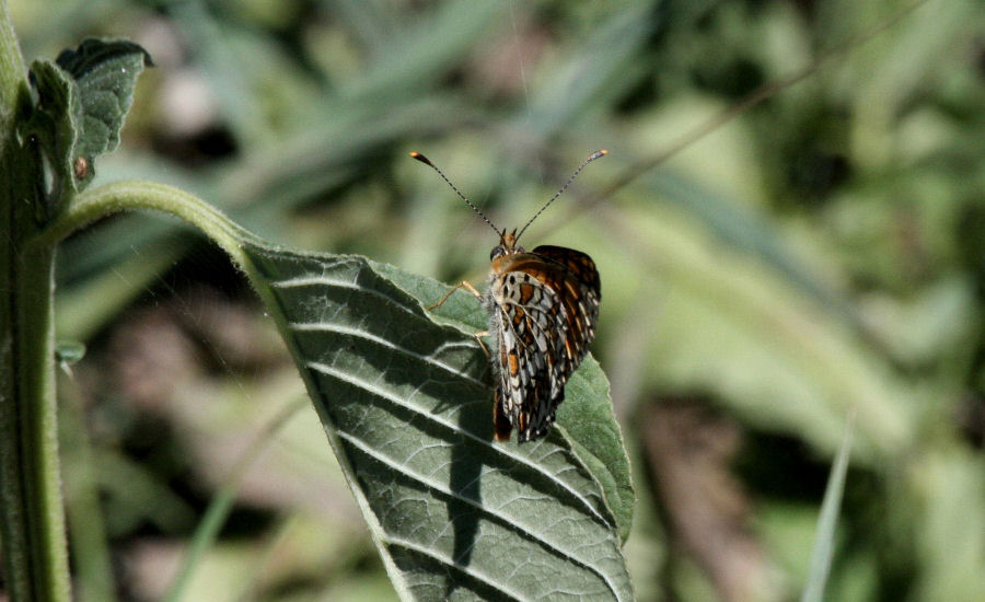 Melitaea?